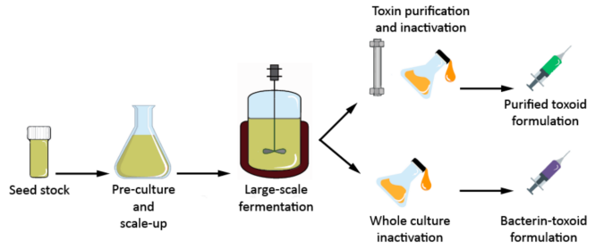 The production steps in a typical clostridial vaccine production process