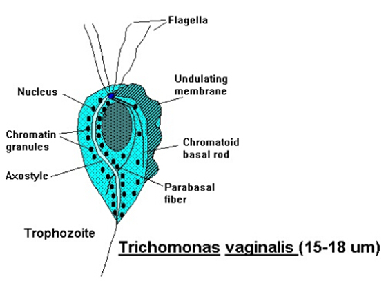 Trichomonas trophozoites
