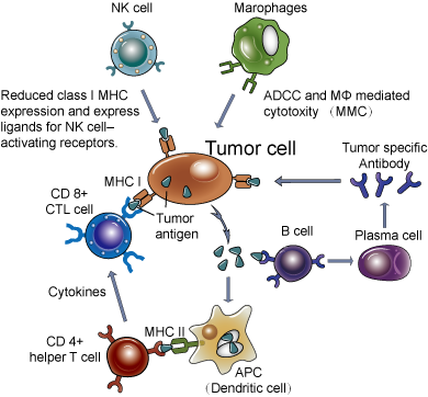 Immune Response to Tumor