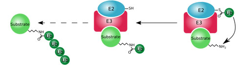 Ubiquitin/Proteasome Pathway Antibodies