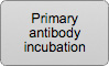 Primary antibody incubation