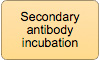 Secondary antibody incubation