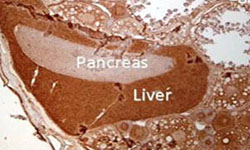 Zebrafish Antibodies