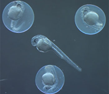 Permeable, Transparent and Manipulation-Friendly Embryos