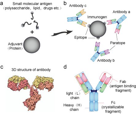 Antigen and Antibody