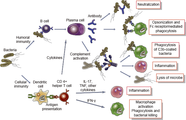 Adaptive immune responses to extracellular microbes