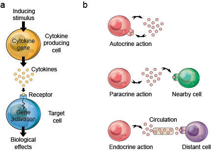 Cytokine and Receptors