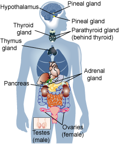 hormone organs