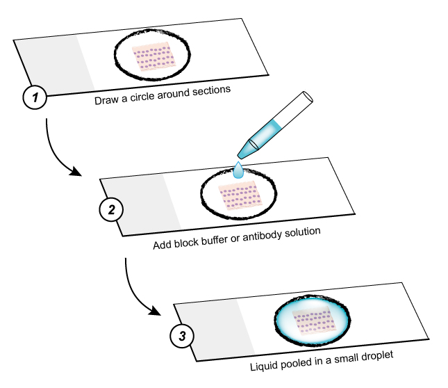 Immunofluorescence protocol Stick Section Creative Diagnostics