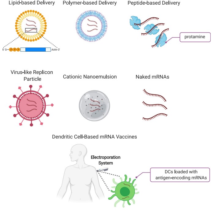 Major delivery methods for mRNA vaccines
