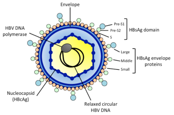 the Structure of HBV