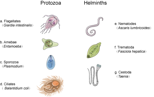 helmint parazita gyógymód az emberek mindenféle parazitájára