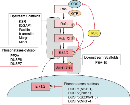 Regulation of Erk signaling pathway