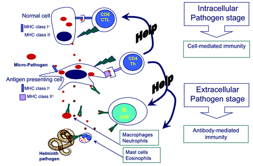 Simplified schematic representation of immune mechanisms that can act to protect animals against invading viral, bacterial, and protozoal pathogens or against multicellular helminth parasites