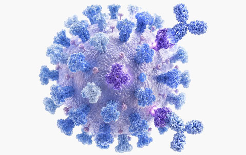 Influenza Vaccine Research