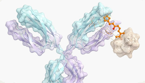 Small Molecule Antibodies