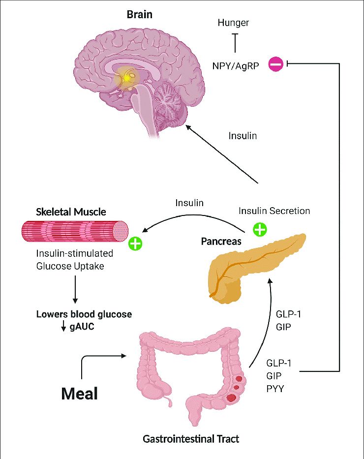 glp 1 and steroids Hormones & Steroids