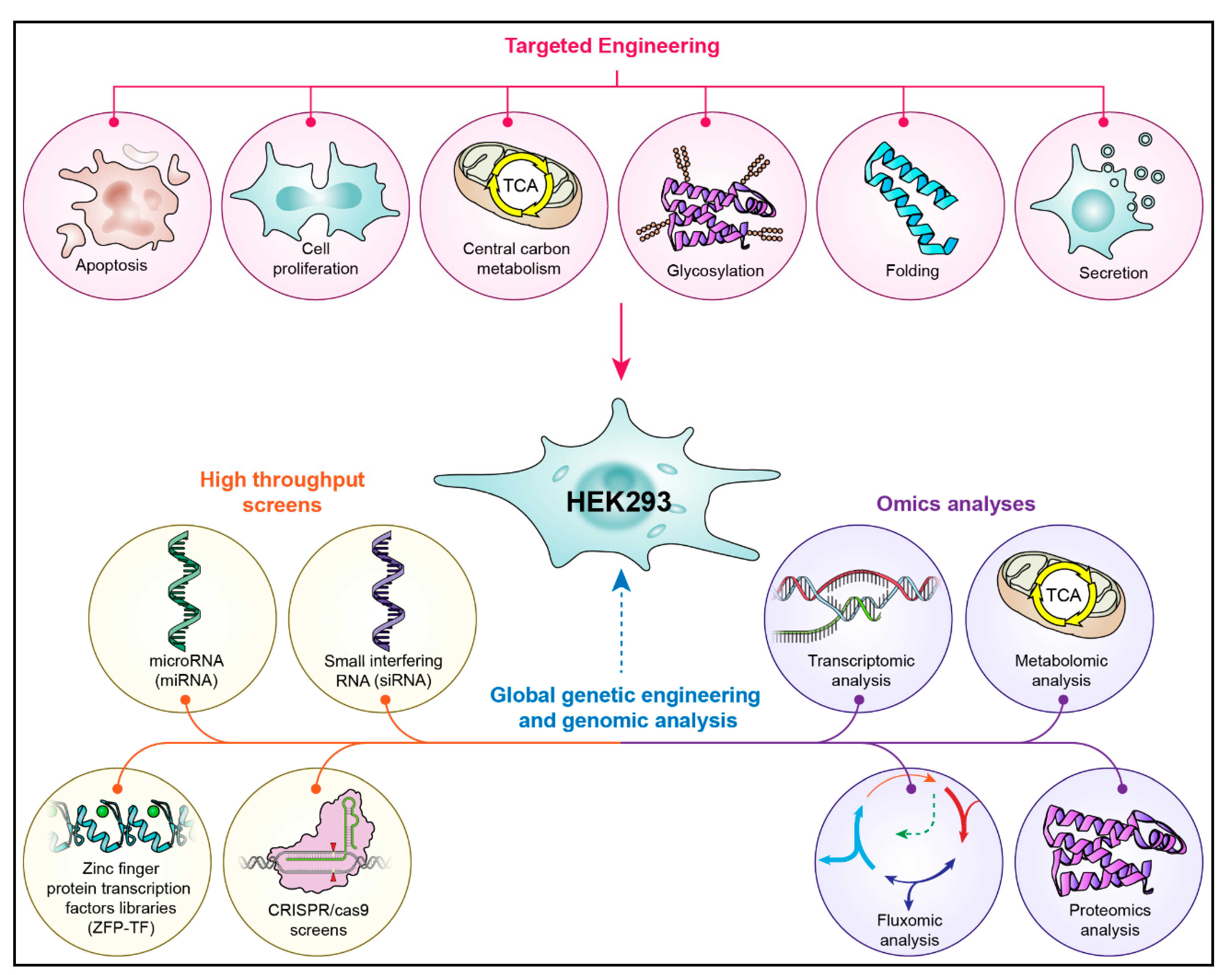 Multifaceted modification of HEK293T cell line to enhance production performance