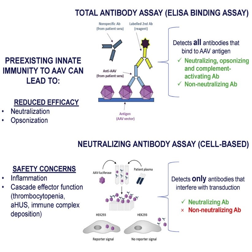 GTCDxᵀᴹ AntiAAV8 antibody ELISA Kit (DEIASL345) Creative Diagnostics