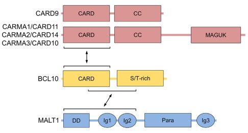 bcl10-gene-1.jpg