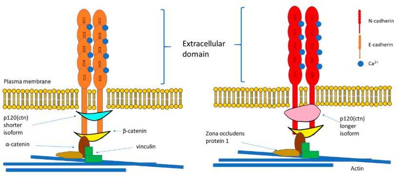 cdh2-gene-1.jpg