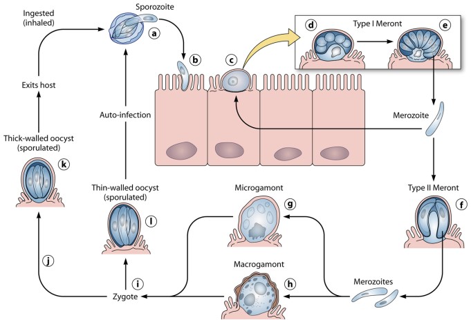Life cycle of <i>Cryptosporidium parvum</i>