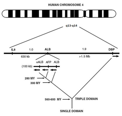 GC/DBP gene
