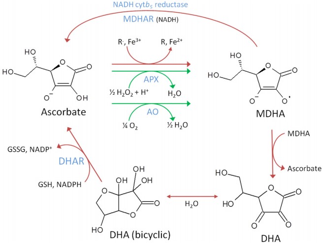Ascorbic acid redox reactions in plants and mammals