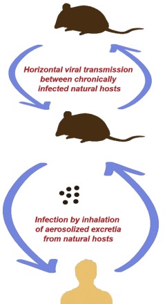 Hantavirus Dobrava/Hantaan IgG/IgM ELISA Kit (DEIA595) - Creative ...