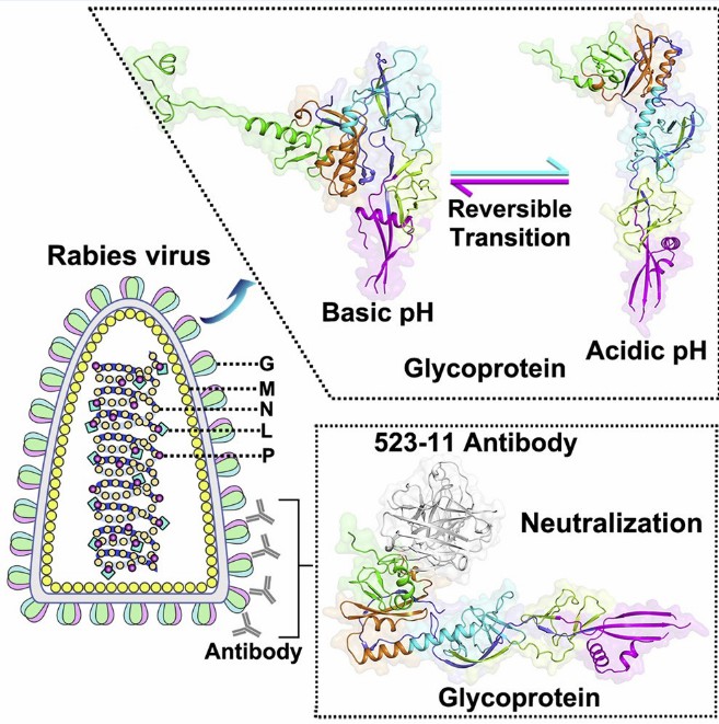 Human Anti-RVG IgG ELISA Kit (DEIAHRVPY28) - Creative Diagnostics