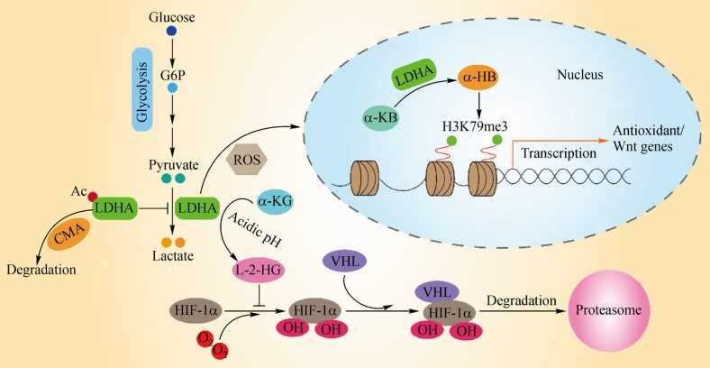 ldha-1.jpg