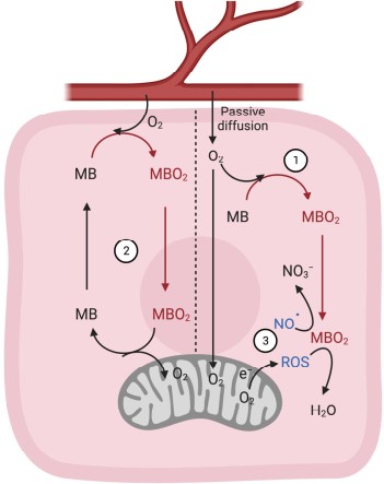 Porcine myoglobin (>95%) (DAGA-863) - Creative Diagnostics