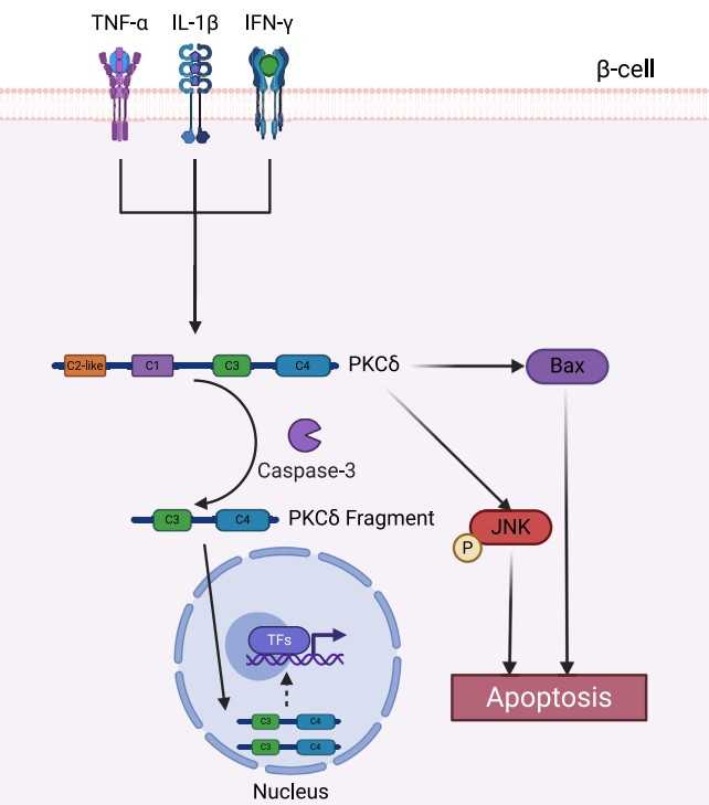 prkcd-gene-1.jpg