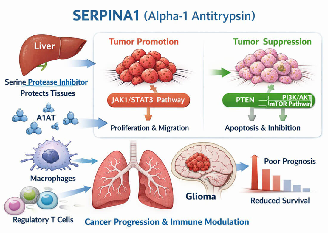 serpina1-introduction-1.jpg