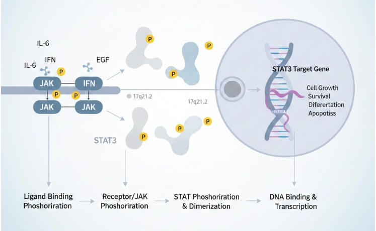 stat3-introduction-1.jpg