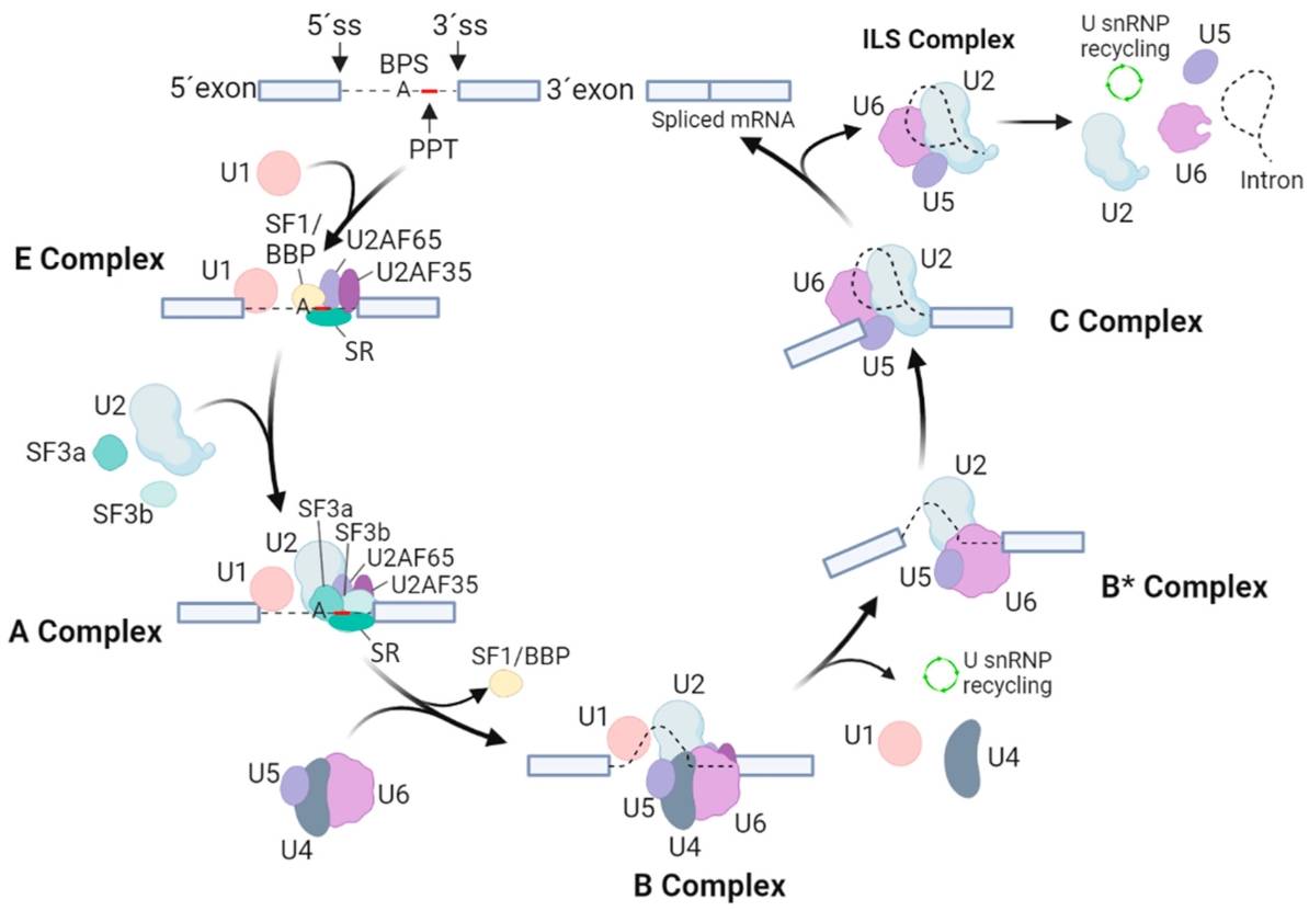 Gene Splicing Factor PremRNA Interactions Creative Diagnostics
