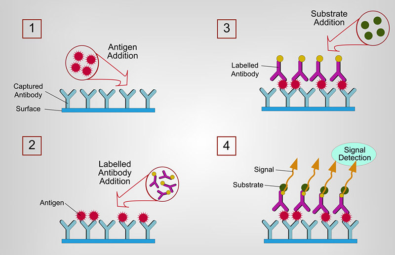 Basic Principles of ELISA and Tips - Creative Diagnostics