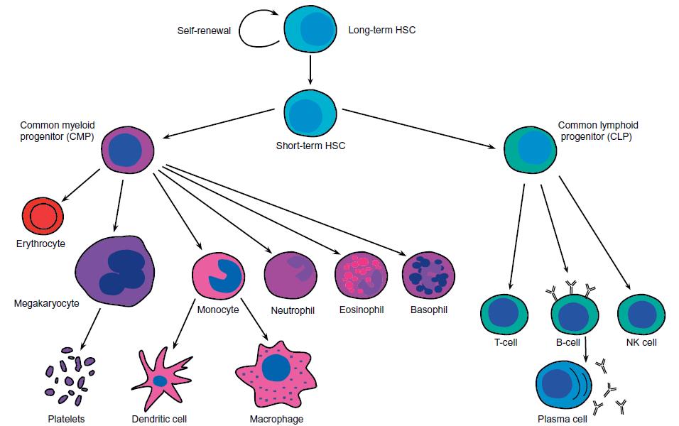 somatic cell diagram