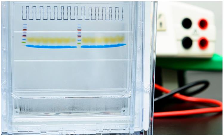Analysis of Antibody Clonotype by Affinity Immunoblotting Protocol