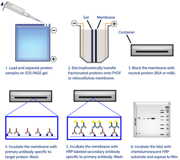 Antibody Validation Creative Diagnostics
