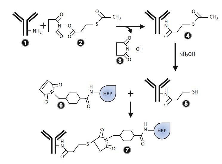 Bioconjugation of Antibodies to Horseradish Peroxidase (HRP) Protocol