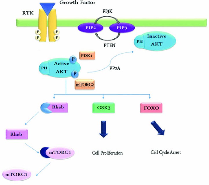 Brain Tumor Panel Creative Diagnostics