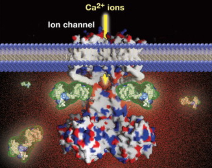 Calcium Signaling Pathway Creative Diagnostics