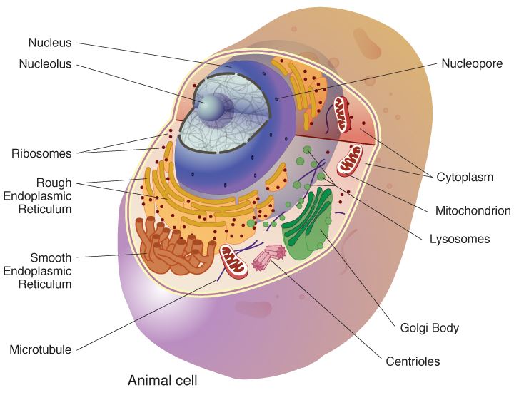 Cell Biology - Creative Diagnostics