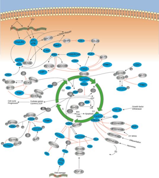 Cell Cycle Kinases/Phosphatases Immunology Reagents Creative Diagnostics