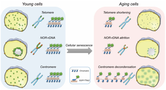 Cell Senescence Signaling Pathway Biology Diagrams