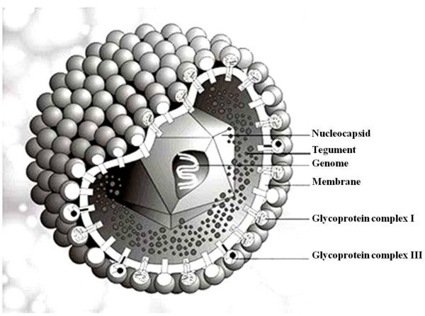 Structure of Cytomegalovirus 
