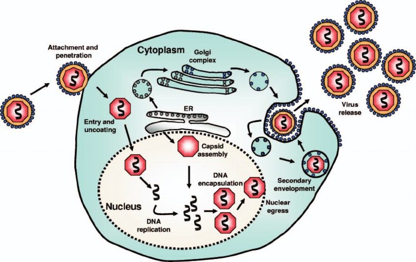 Life cycle of Cytomegalovirus