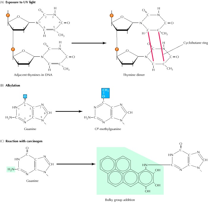 DNA Modifying Enzymes Creative Diagnostics