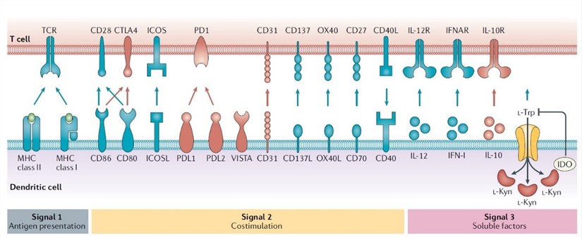 Dendritic Cells Creative Diagnostics